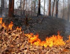 Controlled Forest Fire